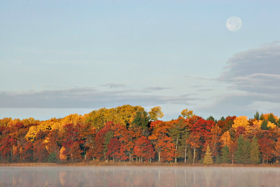 Northeastern US Forest Photo